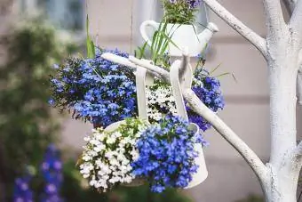 Bitki askılarında mavi beyaz lobelia çiçekleri