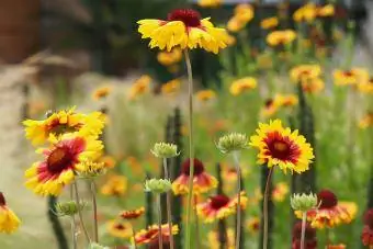 Flors de manta groga