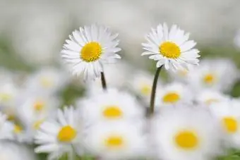 Marguerites