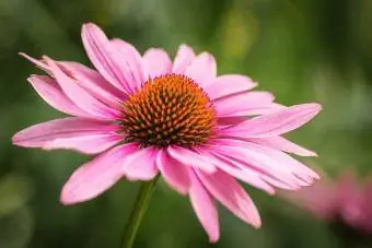 Echinacea