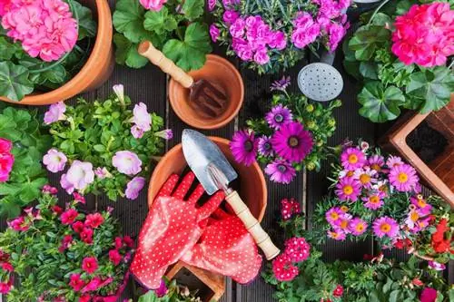 16 mejores flores para maceteros de verano para pleno sol o jardines con sombra