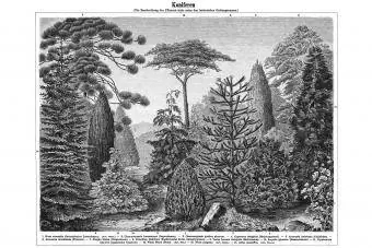 Antique engraving ntawm conifers