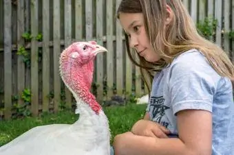 Noia mirant el gall dindi a una granja