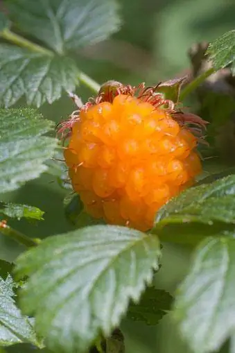 Salmonberry