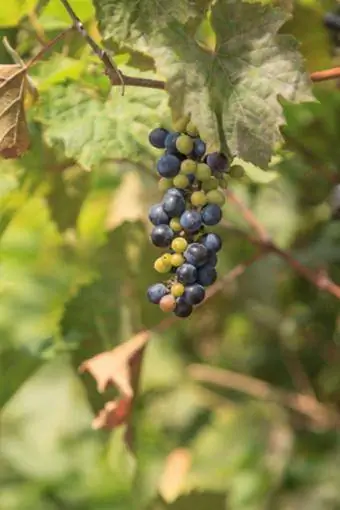 Břeh řeky divoké hrozny Vitis reparia