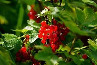 tutup kismis merah di cabang