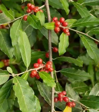 Autumn Olive Berry