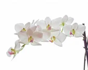 orquídeas blancas sobre fondo blanco