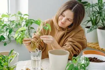 Kobieta rozmnażająca roślinę pothos