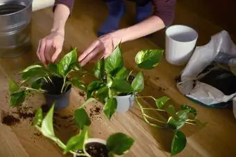 Mujer plantando plantas de potos en macetas nuevas