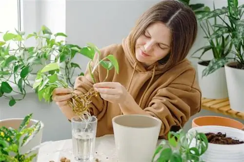 Sådan opformeres Pothos med 2 nemme metoder