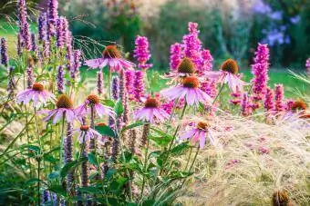 Ziergarten mit verschiedenen mehrjährigen Blumen