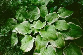 Hosta wächst in einem schattigen Garten