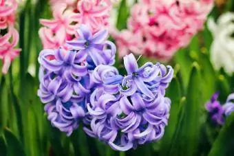 Sladké jarní hyacinty