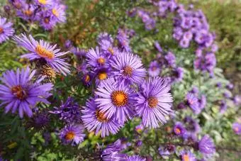 Aster de Nueva Inglaterra