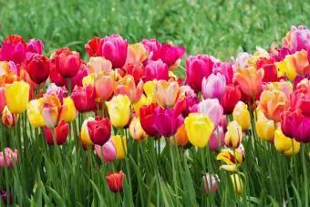 tulipány krajiny