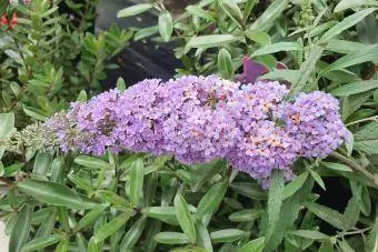 Butterfly Bush