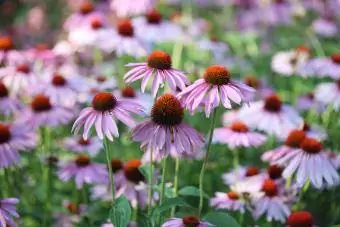 Coneflower