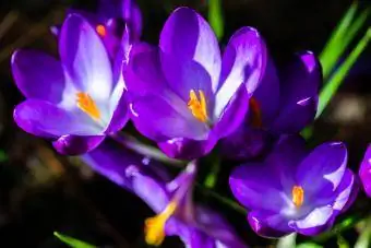 Un primo piano di un croco in fiore viola