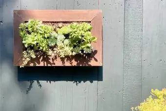 Vertikale lebende Gartenwandkunst im Freien mit Sukkulenten