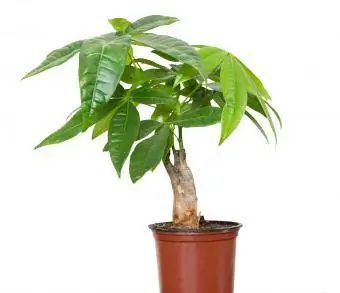 نبات الباشيرا هو شجرة مال فنغ شوي