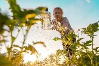 Žena zalévání rostlin při západu slunce