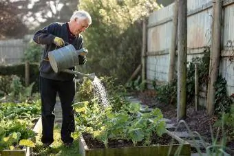 Homme âgé arrosant des légumes dans son jardin