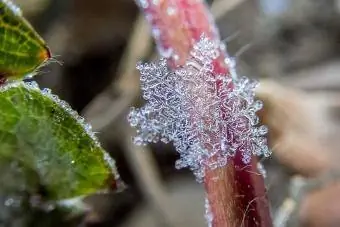 kepingan salju di tanaman