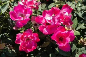 Pink Knock Out Rose blomst i marken, Ontario, Canada