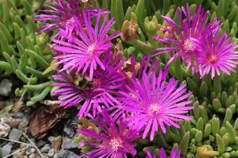 Odolná ľadová rastlina (Delosperma) je sukulentná pôdna pokrývka, ktorá kvitne od neskorej jari do jesene.