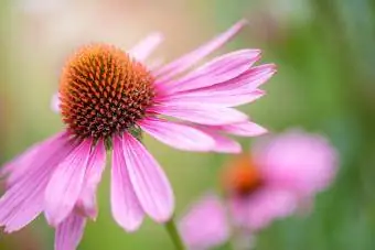 Zbliżenie pięknego, kwitnącego latem różowego kwiatu Echinacea purpurea, znanego również jako jeżówka