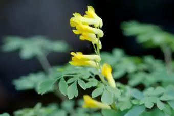 Sarı Corydalis (C. lutea)