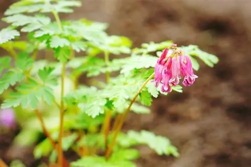 Imponerende flerårige blomster, der blomstrer fra forår til efterår