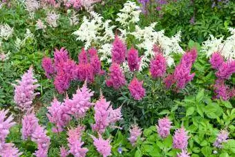 Astilbe trvalé kvety na leto