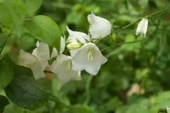 Karpatisk klokkeblomst flerårig blomst