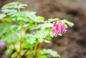 ormbunke blad blödande hjärta perenn blomma