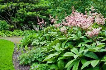 rodgersia pangmatagalang bulaklak