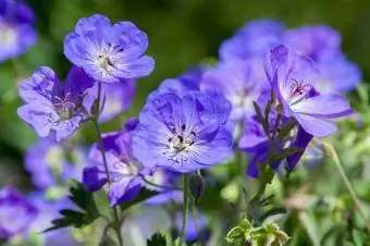 Rozanne flerårig blomst