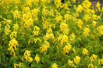 žlutý fumitory vytrvalý květ