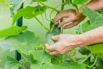 La mano dell'agricoltore femminile raccoglie la serra dei cetrioli