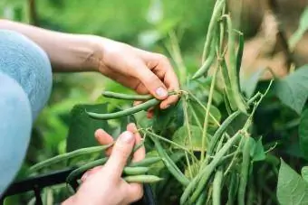 Mujer joven recogiendo judías verdes del huerto