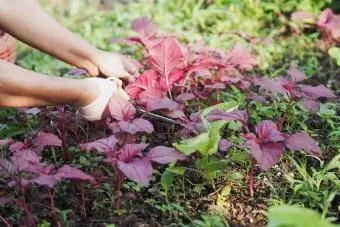 El kadını Amaranthus viridis'i kesmek için makas kullanıyor