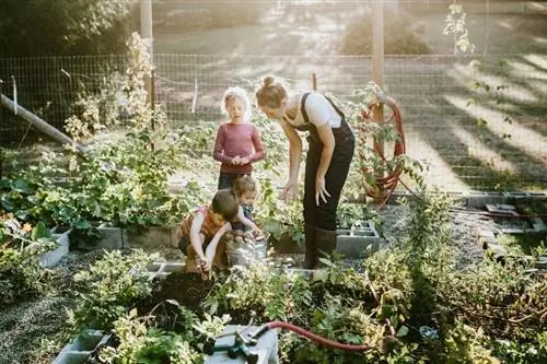 26 բույս ձեր ամառային բանջարեղենի այգու համար
