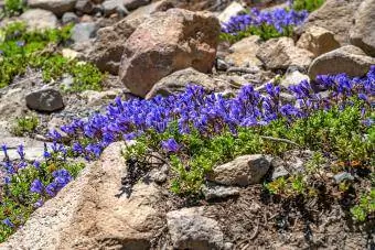 Um pedaço de flores silvestres penstamon roxas brilhantes floresce no solo rochoso ao longo do Lago Crater, no Parque Nacional do Lago Crater, Oregon