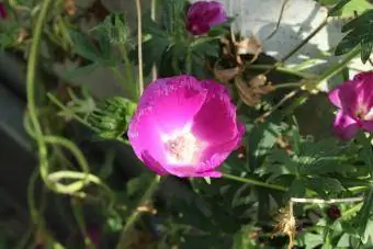 Mor Haşhaş Ebegümeci çiçeği - Callirhoe Involucrata