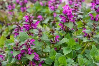 Maua ya waridi ya nettle-dead-nettle Lamium maculatum