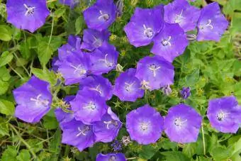 Campanula carpatica amb clips blaus campanula