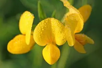 Lotus Corniculatus