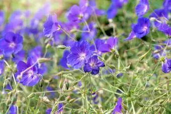 ზაფხულში აყვავებული იასამნისფერი Hardy geranium, cranesbill (Geranium) ყვავილები