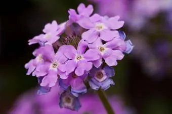 Moss Verbena (Glandularia tenuisecta)